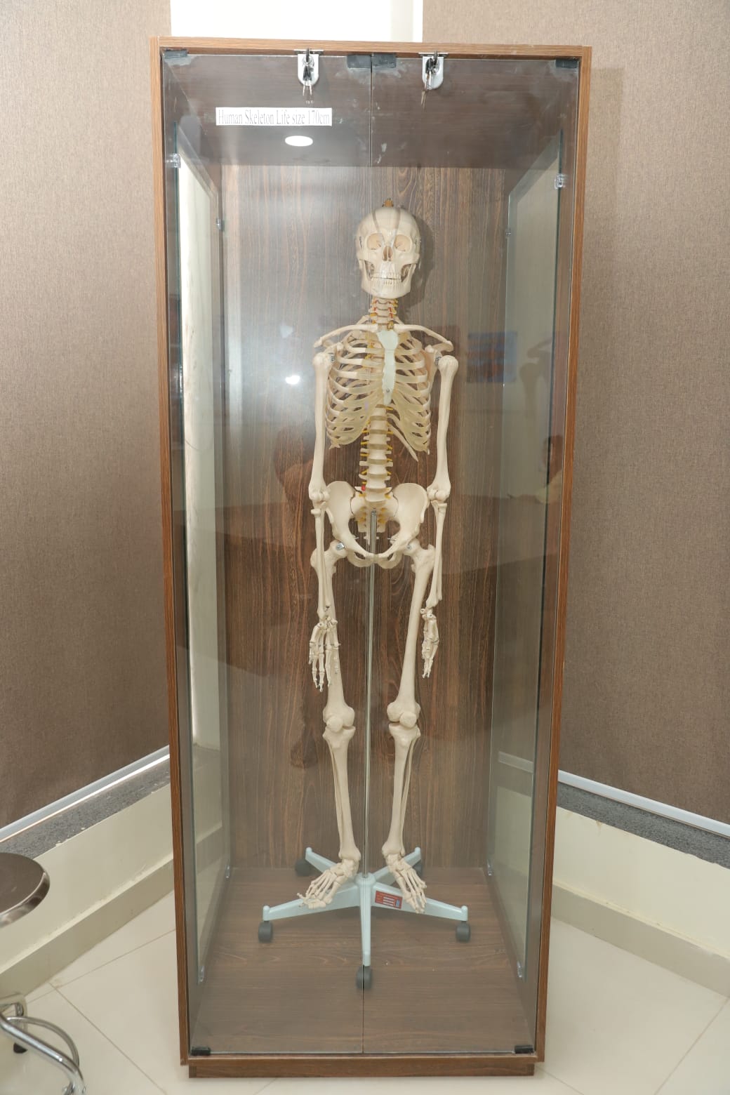 campus facilities in KIHS: Anatomical skeleton model used in KIHS medical education