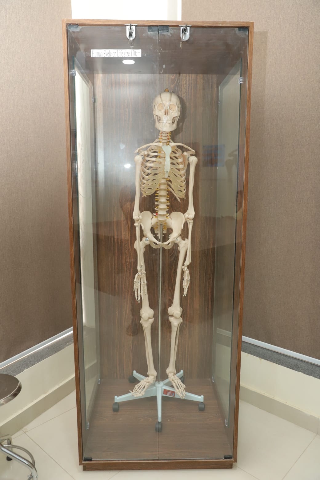 campus facilities in KIHS: Anatomical skeleton model used in KIHS medical education