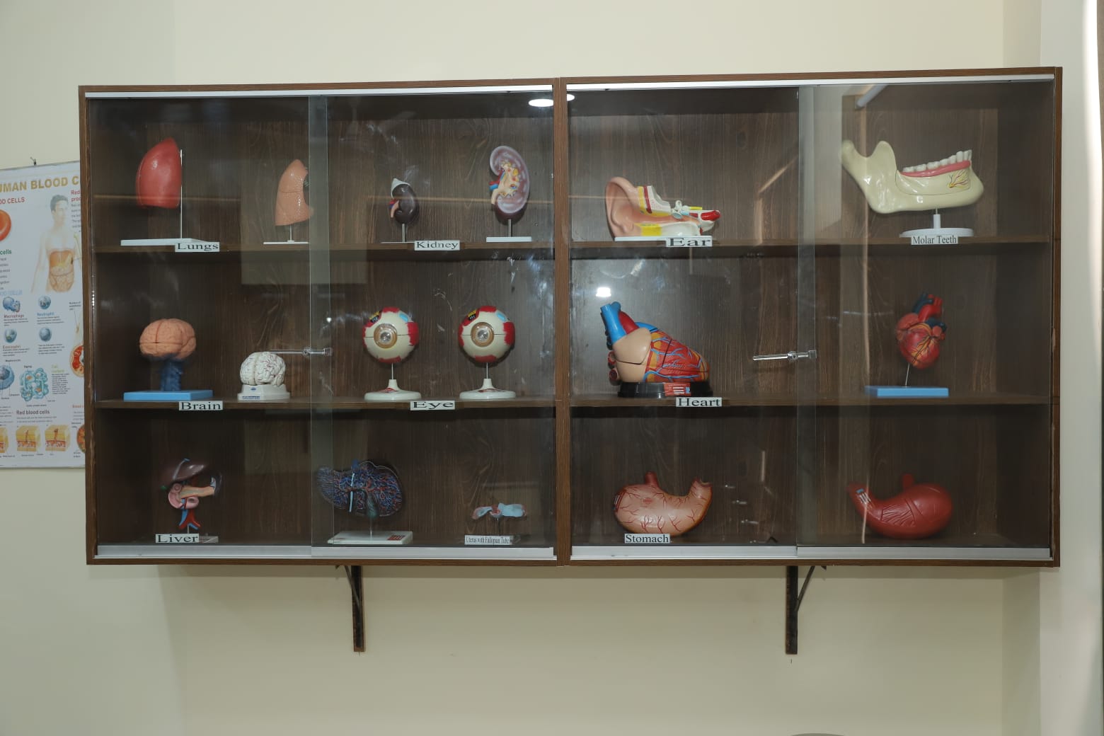 Campus facilities in KIHS include an anatomy lab showcase featuring human organ models such as brain, kidney, and stomach.