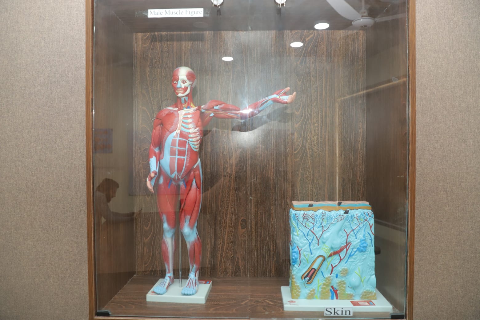 Campus facilities in KIHS showing Male muscle and skin models in KIHS anatomy lab.